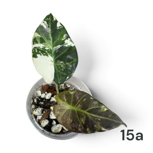 Alocasia Regal Shield Albo Corm Grown Pups 15a