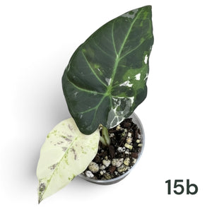 Alocasia Regal Shield Albo Corm Grown Pups 15b