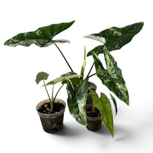 Alocasia Simpo Albo