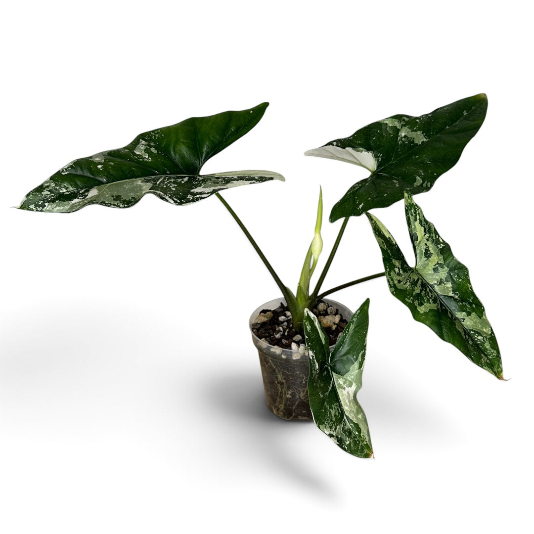 Alocasia Simpo Albo 4