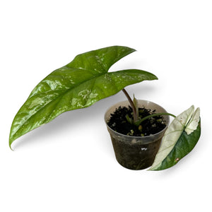 Alocasia Simpo Albo 5