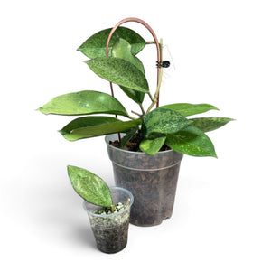 Hoya Icensis Splash Plants and Cuttings