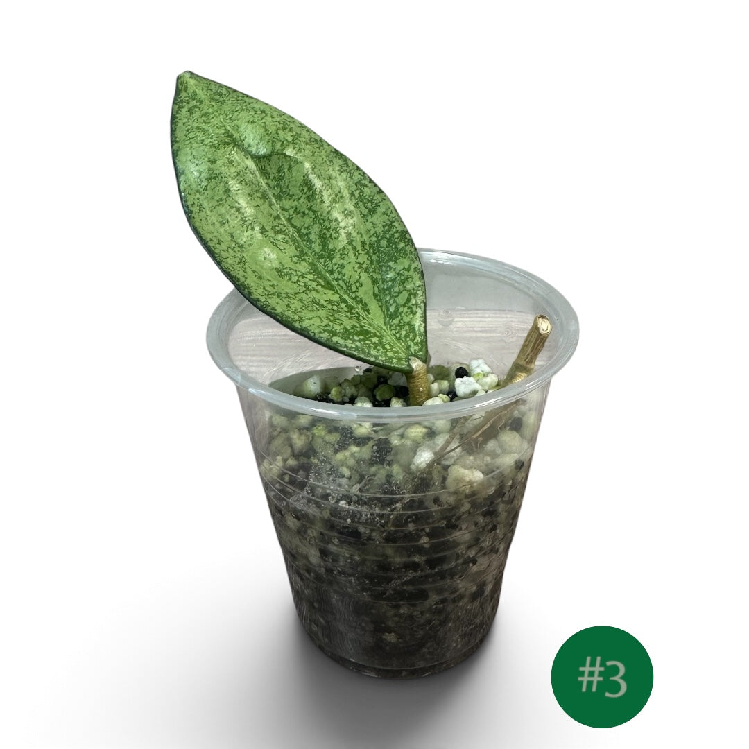 Hoya Icensis Splash Cutting