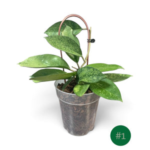 Hoya Icensis Splash Plant