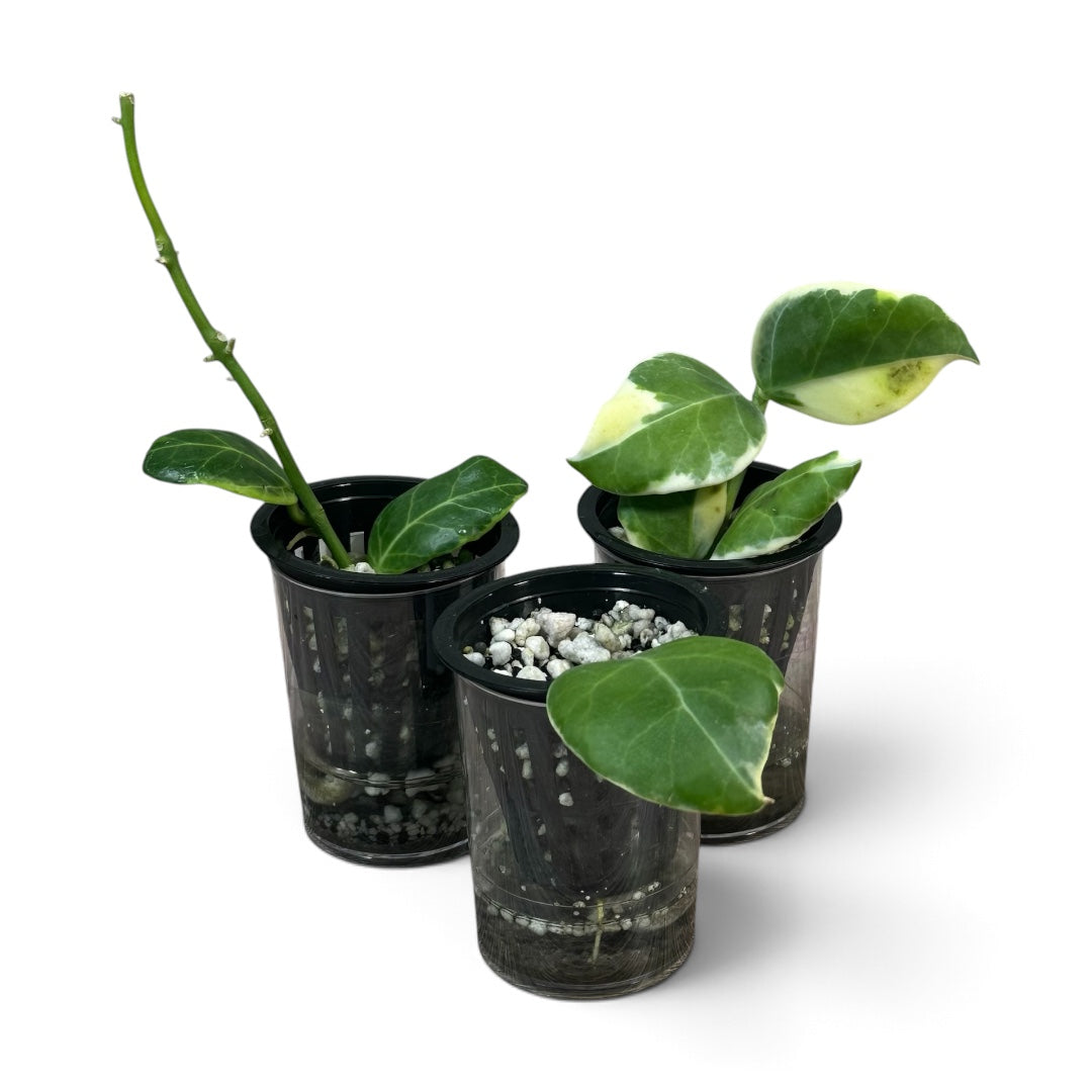 Hoya Obscura Albo Cuttings