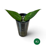 Hoya Verticillata Black Margin Splash Cutting 2