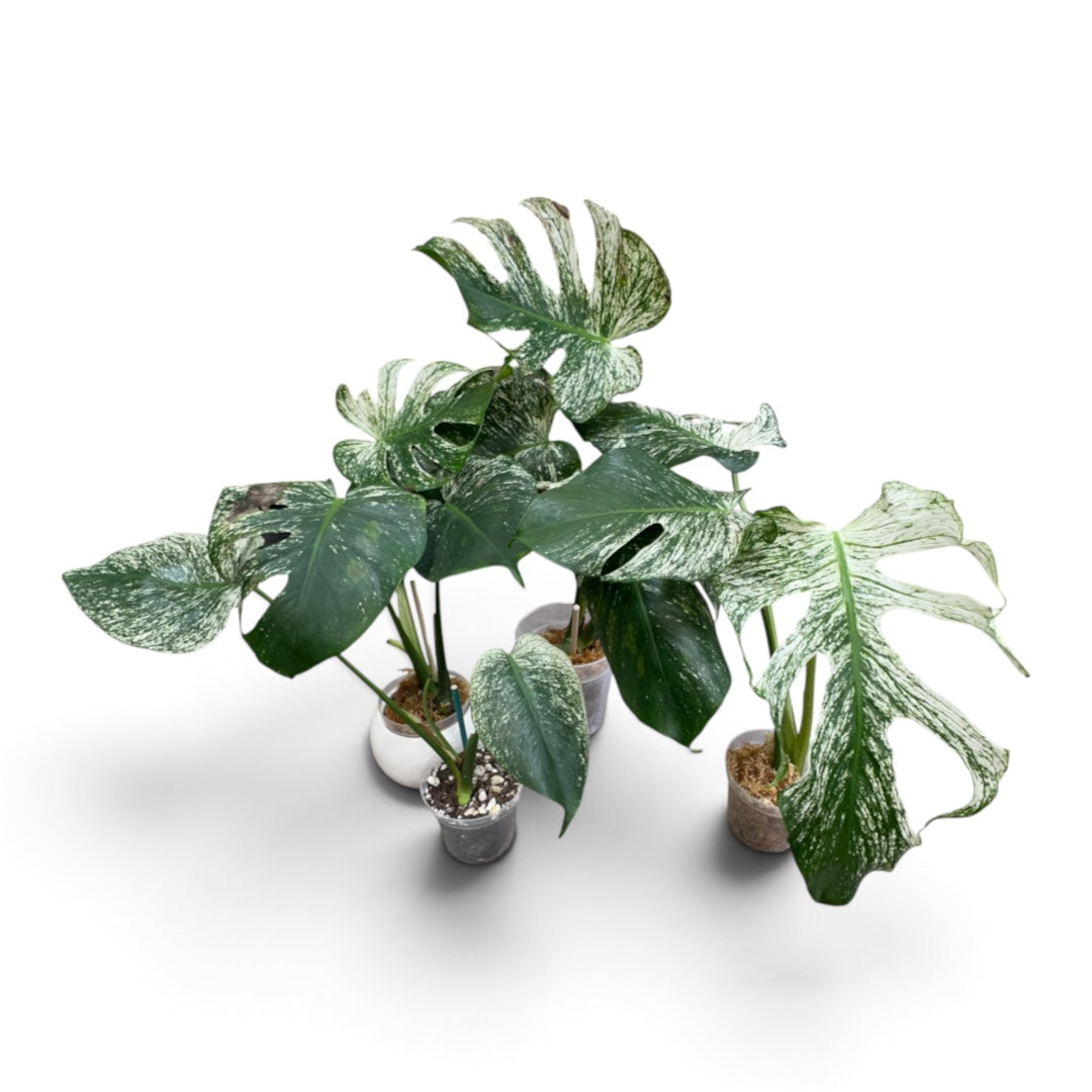Monstera Devil Monster