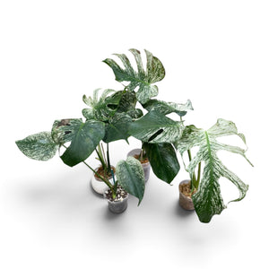 Monstera Devil Monster