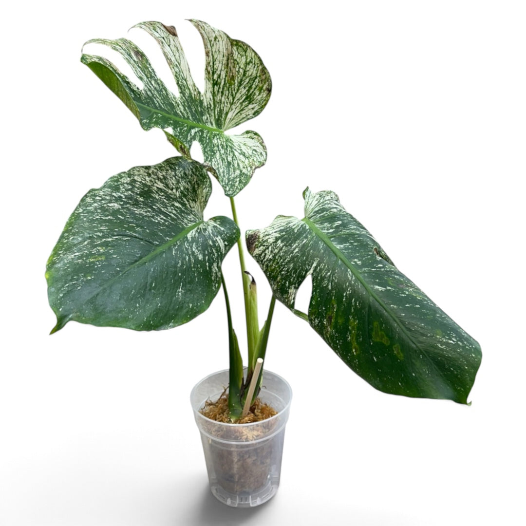 Monstera Devil Monster 2