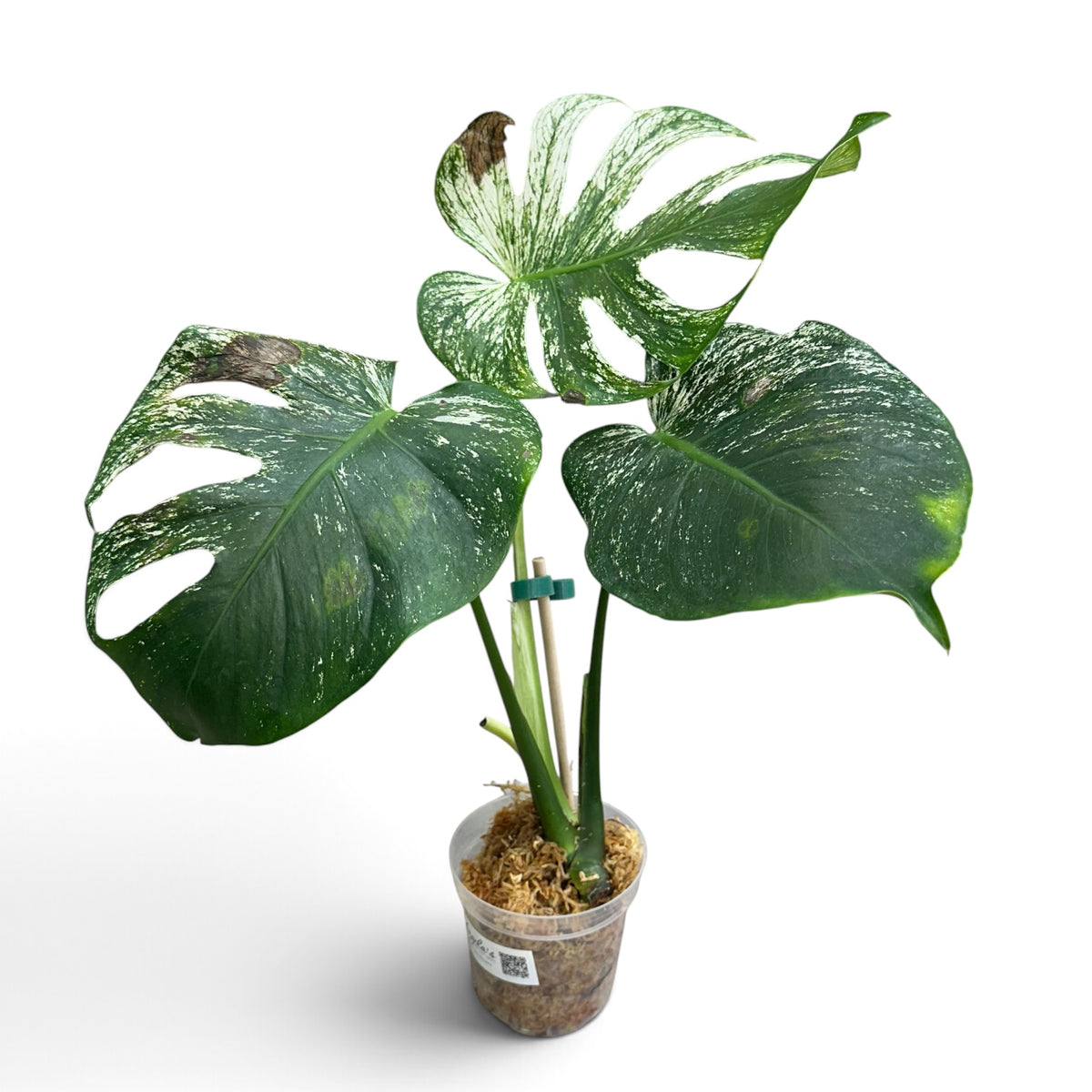 Monstera Devil Monster 3