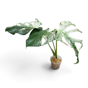 Monstera Devil Monster 4