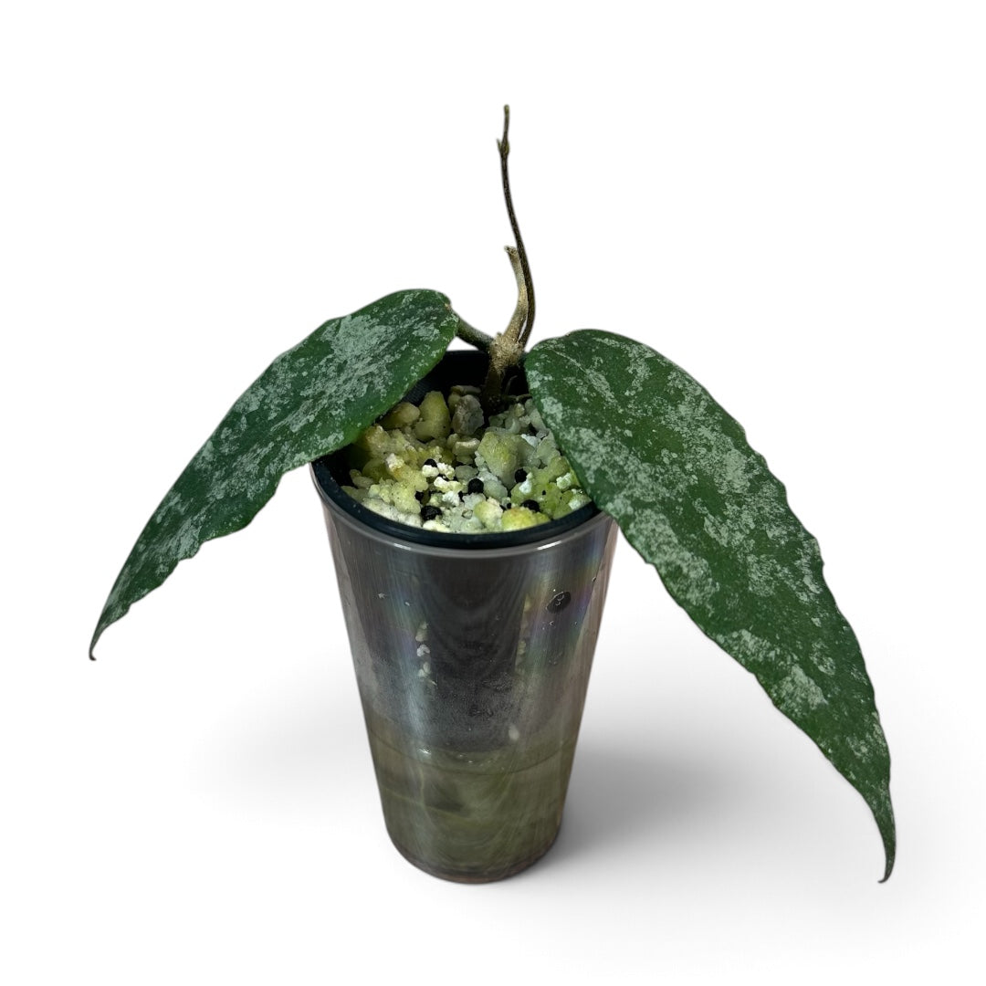 Hoya Caudata sp. Aceh Splash Rooted Cutting