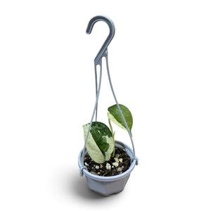 Scindapsus Exotica Tiara 7
