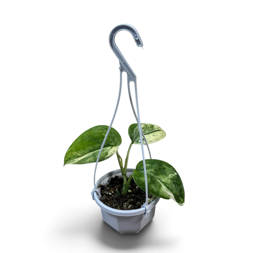 Scindapsus Jade Satin Albo 3a