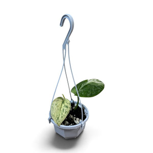 Scindapsus Jade Satin Albo 3b