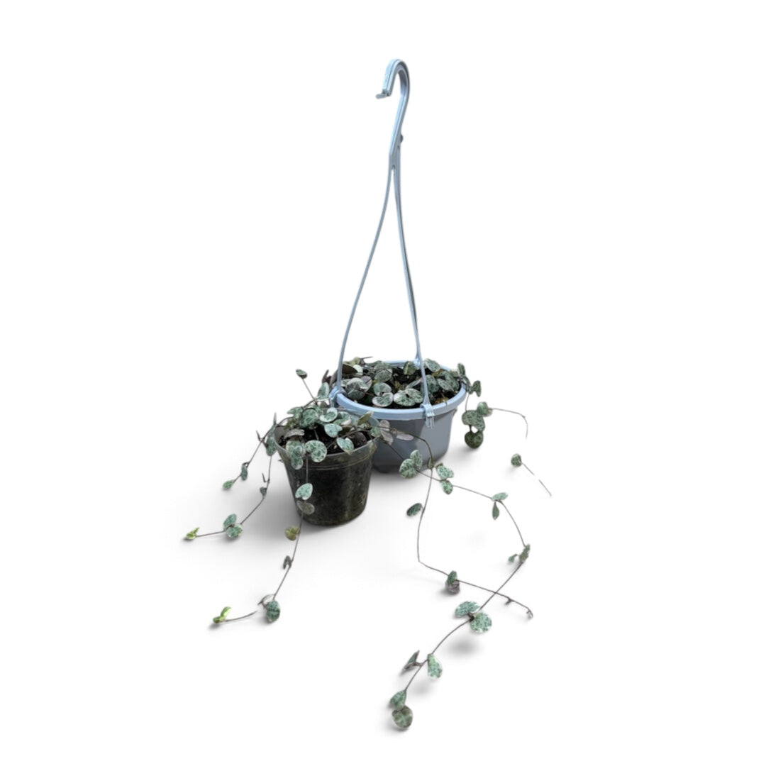 Variegated Chain of Hearts | String of Hearts