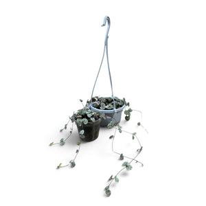 Variegated Chain of Hearts | String of Hearts