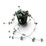 Variegated Chain of Hearts | String of Hearts 6