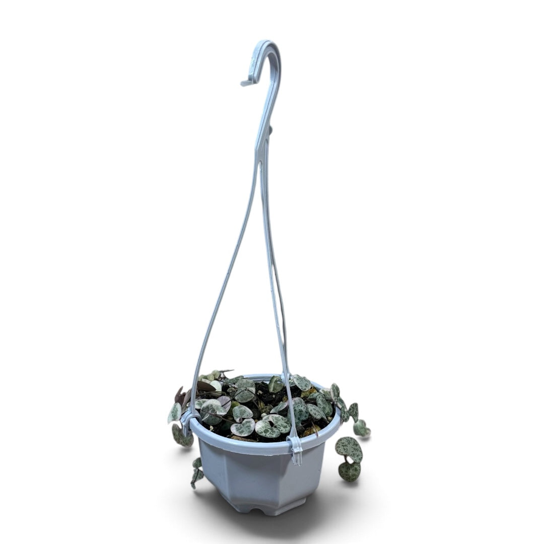 Variegated Chain of Hearts | String of Hearts 7