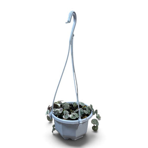 Variegated Chain of Hearts | String of Hearts 7