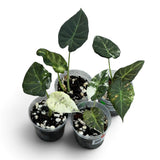 Alocasia Regal Shield Albo Corm Grown Pups 