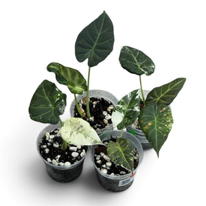 Alocasia Regal Shield Albo Corm Grown Pups 