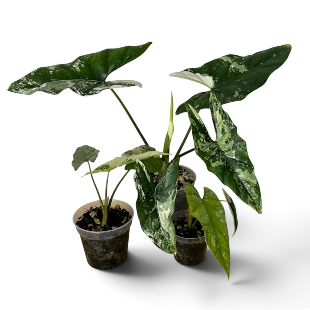 Alocasia Simpo Albo 