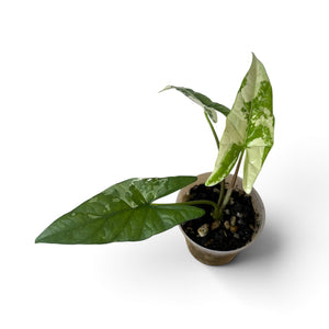 Alocasia Simpo Albo 3