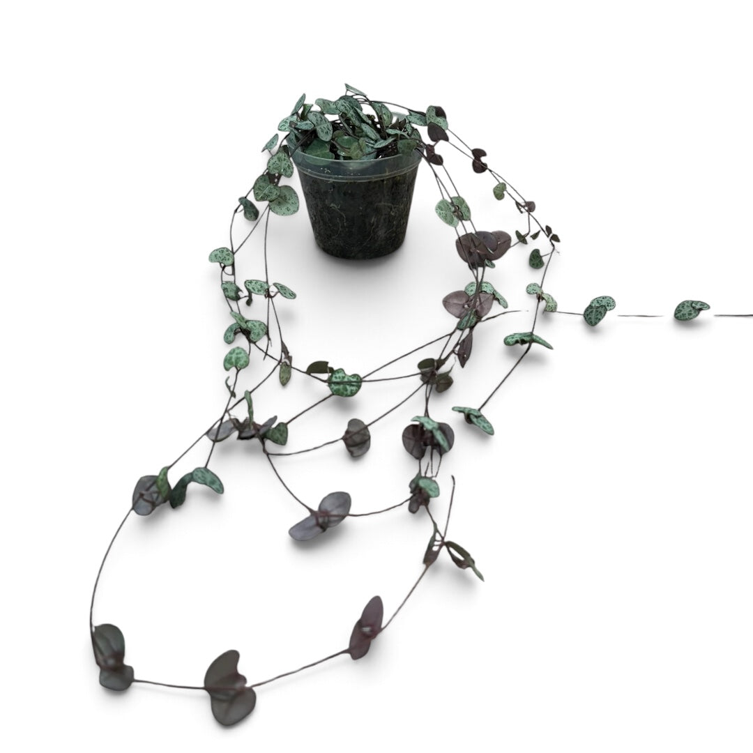 Chain of Hearts | String of Hearts 46