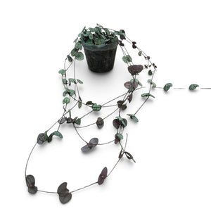 Chain of Hearts | String of Hearts 46
