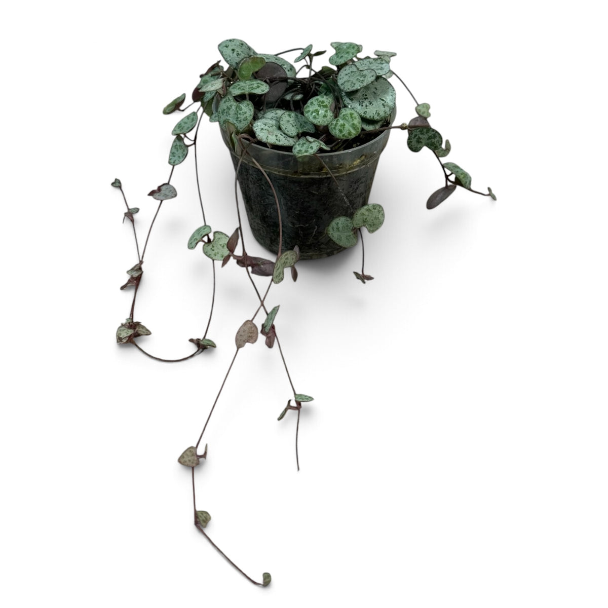 Chain of Hearts | String of Hearts 50