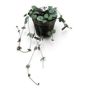 Chain of Hearts | String of Hearts 50