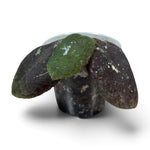 Hoya - Undulata Red