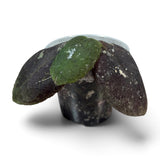 Hoya - Undulata Red