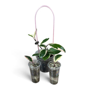 Hoya Flamingo Dream Group