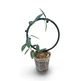 Hoya Hon Thom Splash