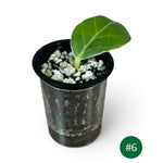 Hoya Obscura Albo Cuttings 6