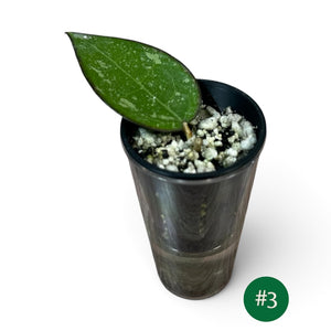 Hoya Verticillata Black Margin Splash Cutting 3