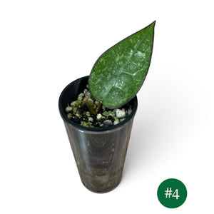 Hoya Verticillata Black Margin Splash Cutting 4