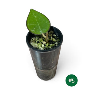 Hoya Verticillata Black Margin Splash Cutting 5