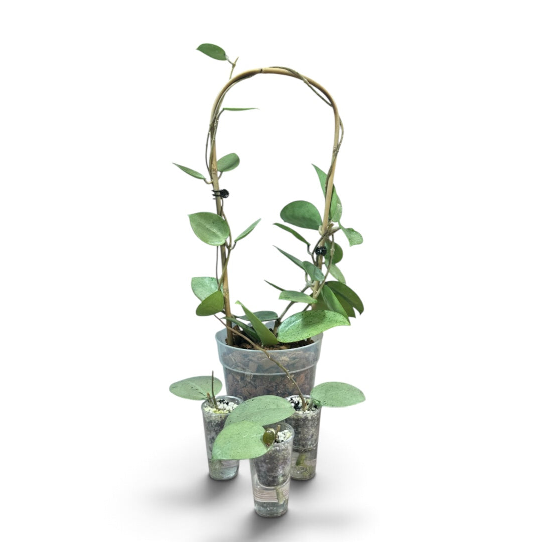 Hoya Verticillata Silver Splash Plants and Cuttings