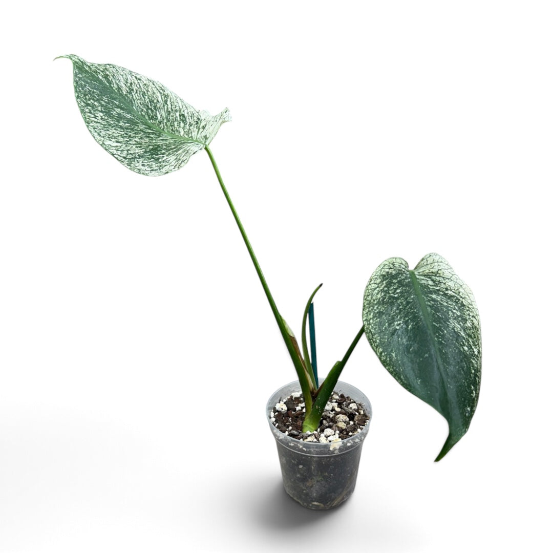 Monstera Devil Monster 1