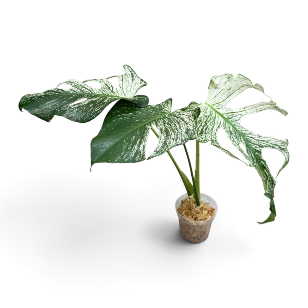 Monstera Devil Monster 4