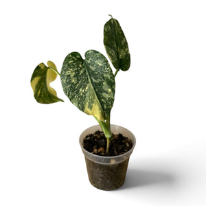 Monstera Thai Constellation