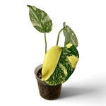 Monstera Thai Constellation Front