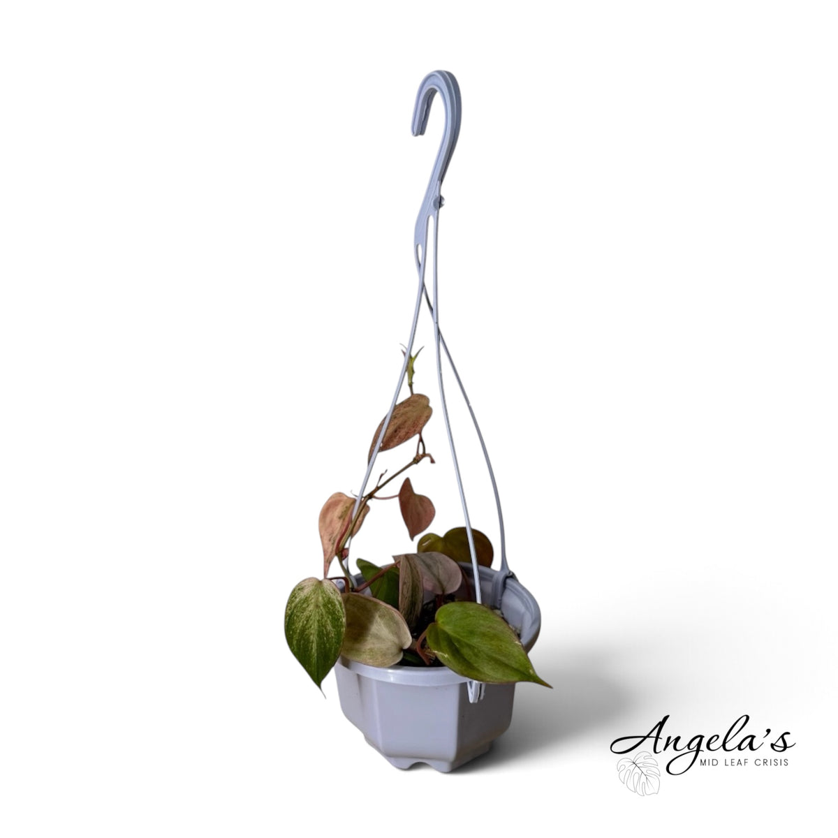 Philodendron Pink Mint Micans 7