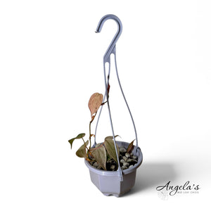 Philodendron Pink Mint Micans 8