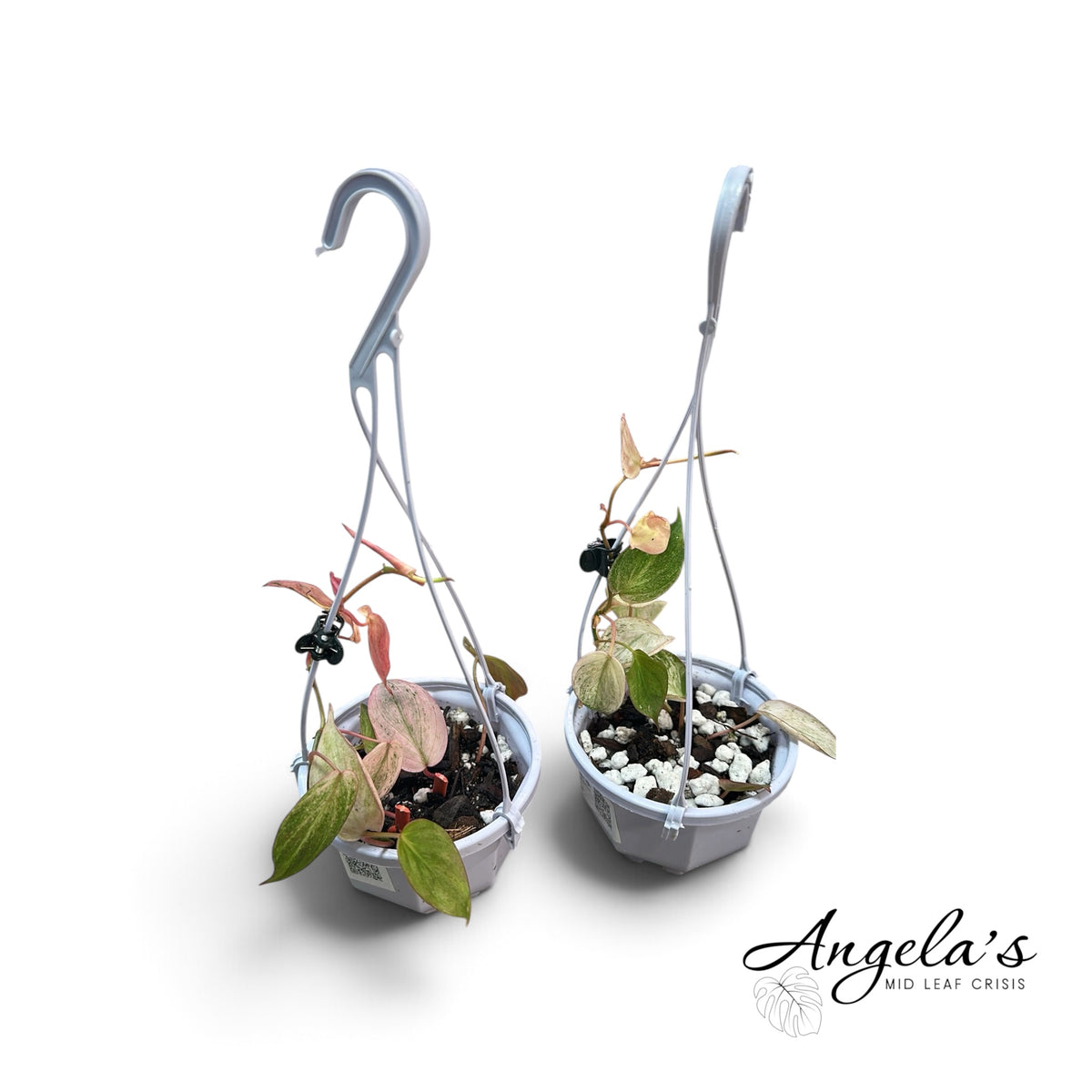 Philodendron Pink Mint Micans Hanging Basket