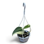 Scindapsus Exotica Tiara 5