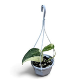 Scindapsus Exotica Tiara 5